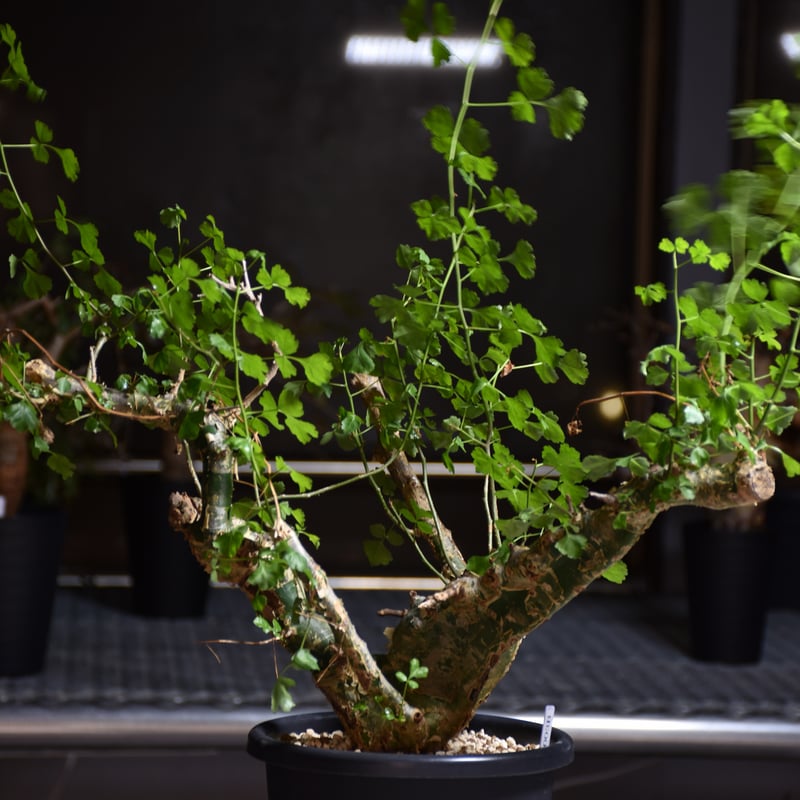 Commiphora campestris var. campestris コミフォラ カンペ