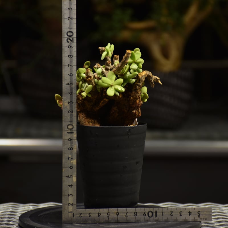Ceraria pygmaea ケラリア ピグマエア 発根済現地株 F1 | BONDEX