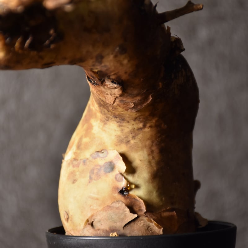 Commiphora kataf pure コミフォラ ピュアカタフ 発根済現地株 4 Commiphora kataf pure コミフォラ ピュアカタフ 発根済現地株 4