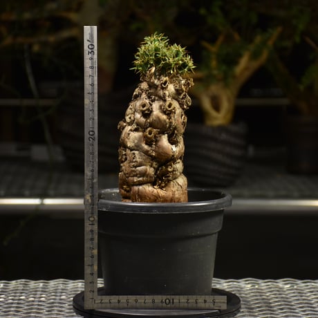 Euphorbia mlanjeana　ユーフォルビア ムランジーナ 発根済現地株 E61