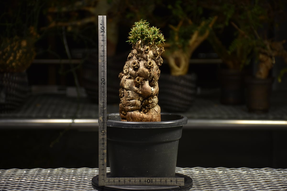 Euphorbia mlanjeana ユーフォルビア ムランジーナ 発根済現地株 E61 |