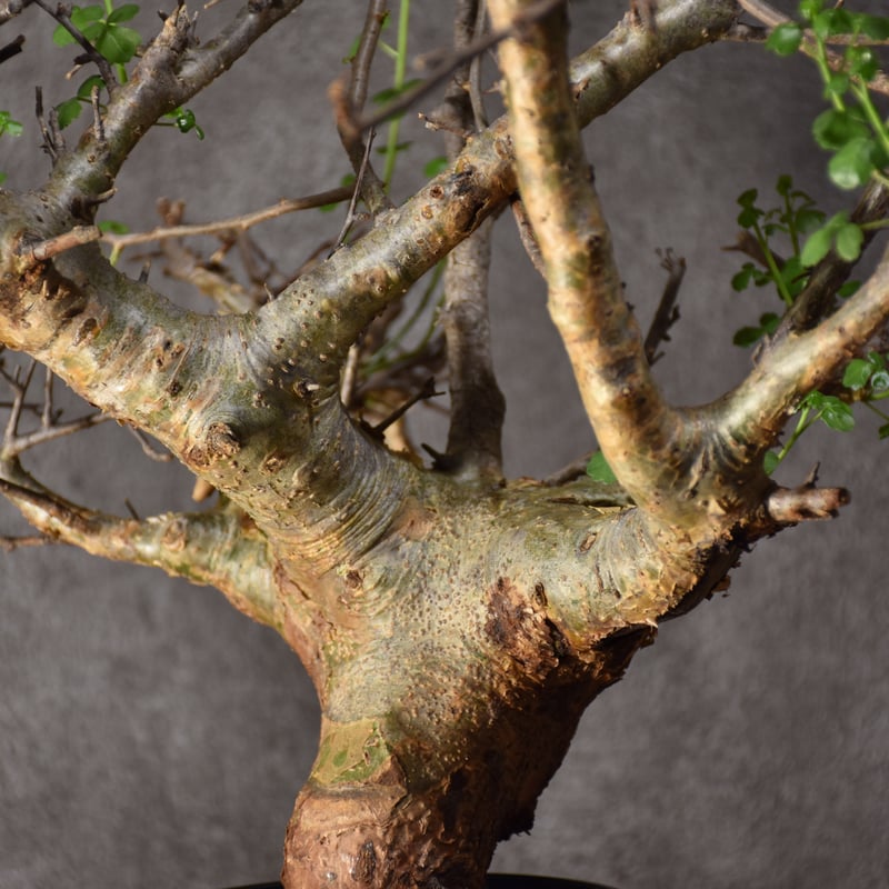 Commiphora cyclophira コミフォラ シクロフィラ 発根済現地株 #1 |