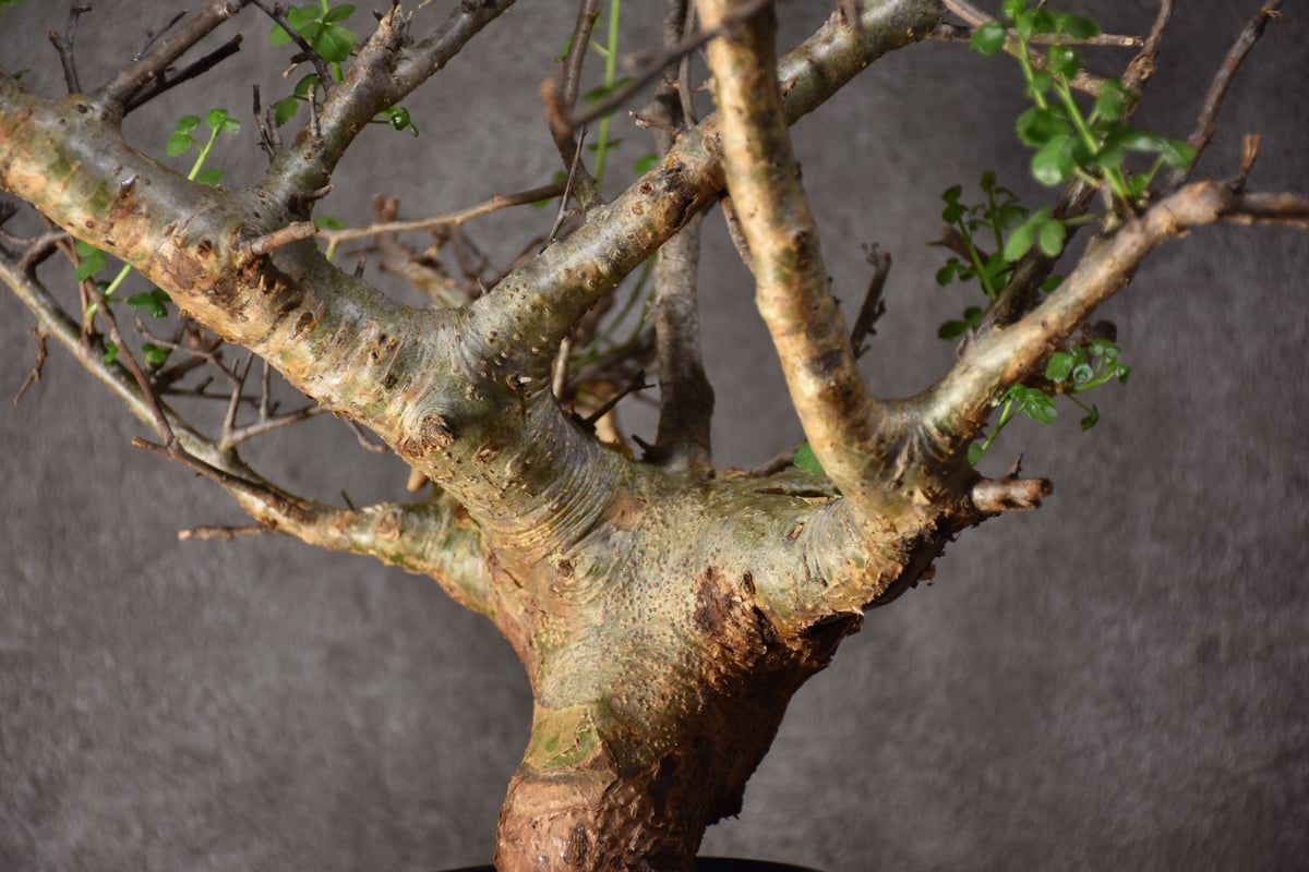 ま*ぁ様 特大 コミフォラ シクロフィラ Commiphora Cyclophy Commiphora Cyclophylla」 From Somalia🇸🇴 Before→After 流通