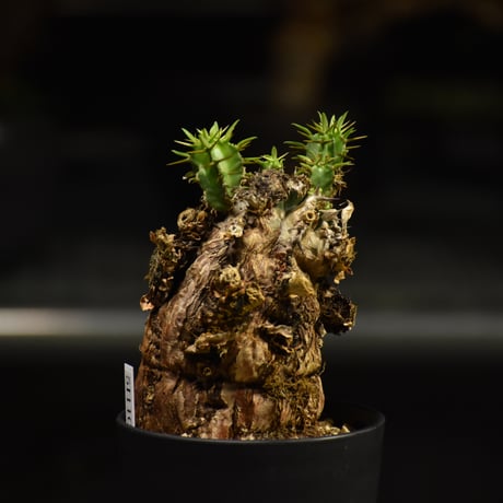 Euphorbia mlanjeana　ユーフォルビア ムランジーナ 発根済現地株 I34