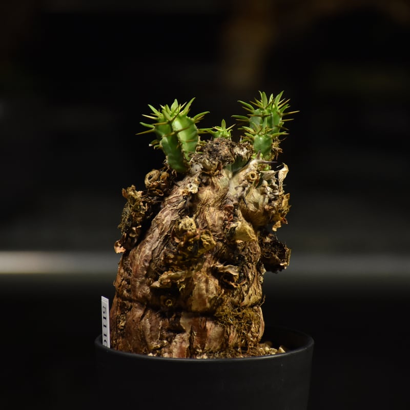 Euphorbia mlanjeana ユーフォルビア ムランジーナ 発根済現地株 I34 |