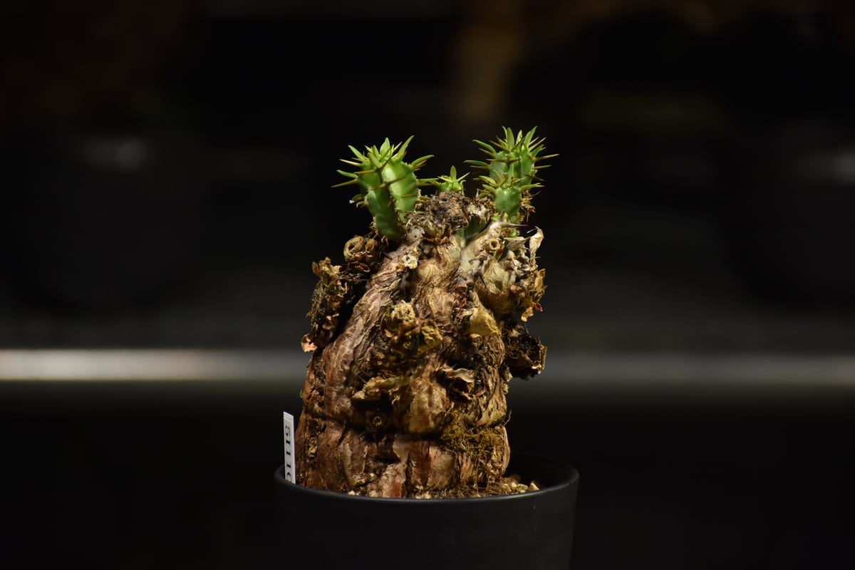 Euphorbia mlanjeana ユーフォルビア ムランジーナ 発根済現地株 I34 |