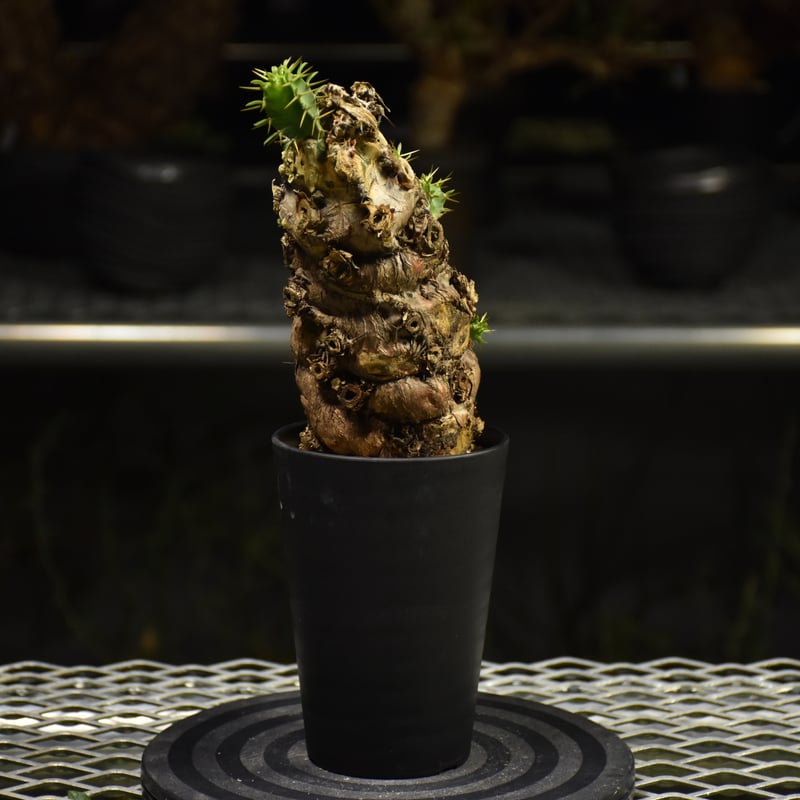 Euphorbia mlanjeana ユーフォルビア ムランジーナ 発根済現地株 I37 |