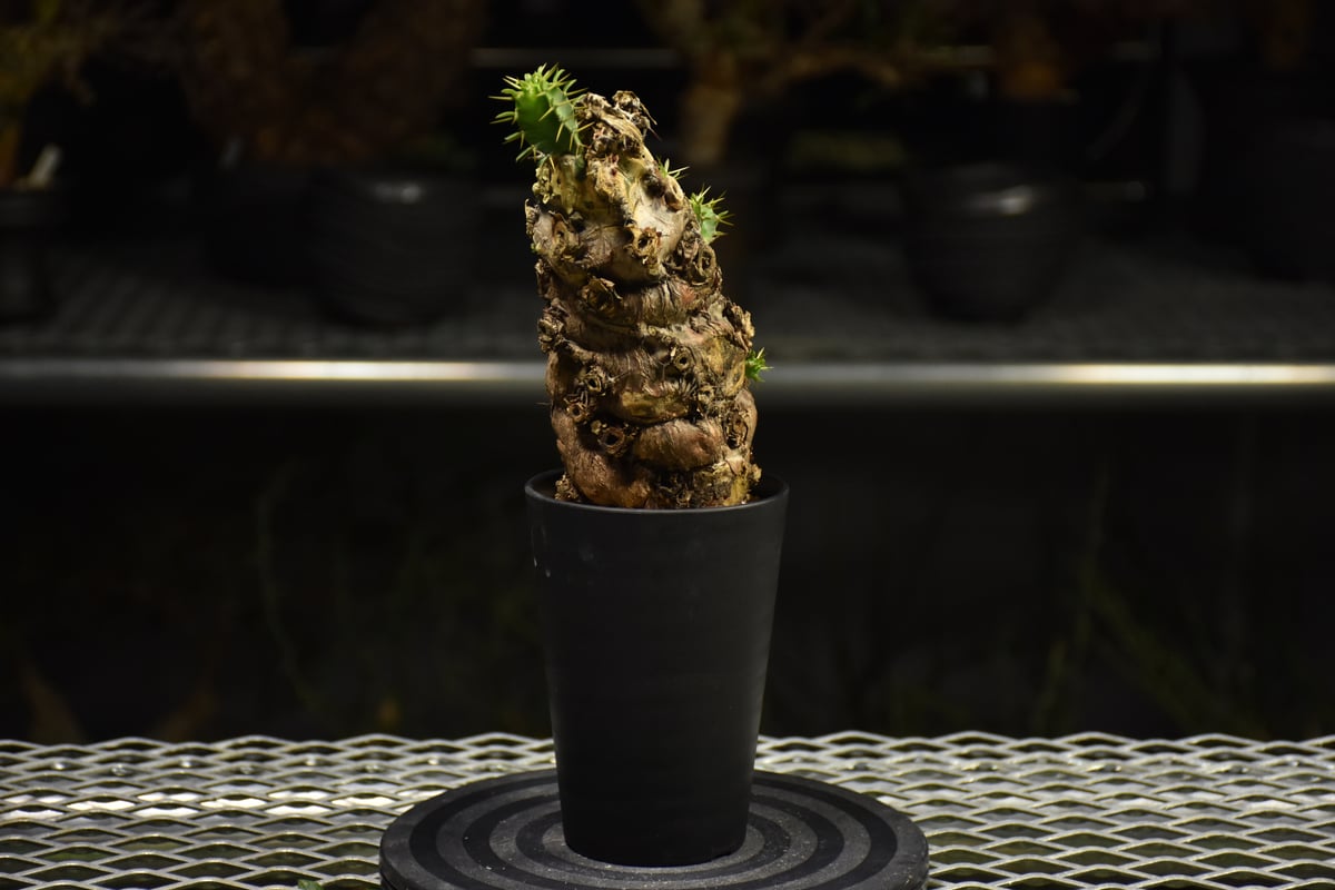 Euphorbia mlanjeana ユーフォルビア ムランジーナ 発根済現地株 I37 |