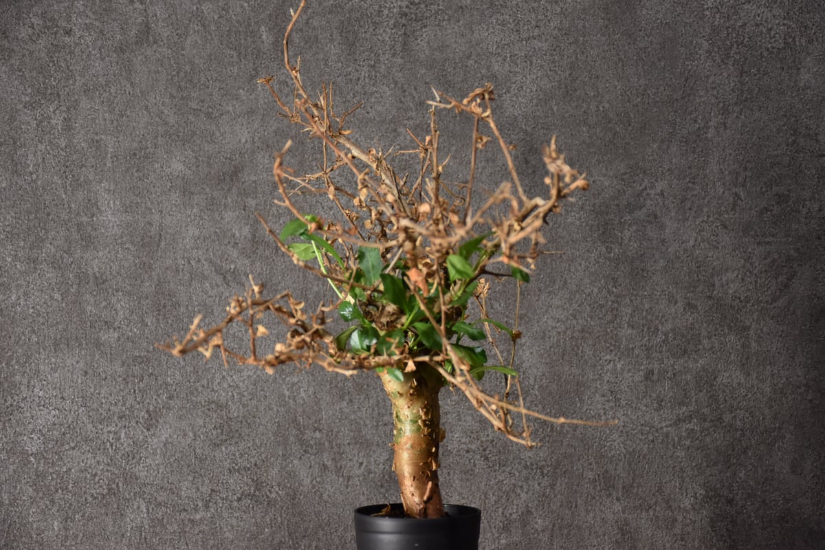 コミフォラ　ハベシニカ　奇形　変態株　現地球　発根済み　ハシベニカ Commiphora habessinica コミフォラ ハベシニカ 発根済現地株 #3 |