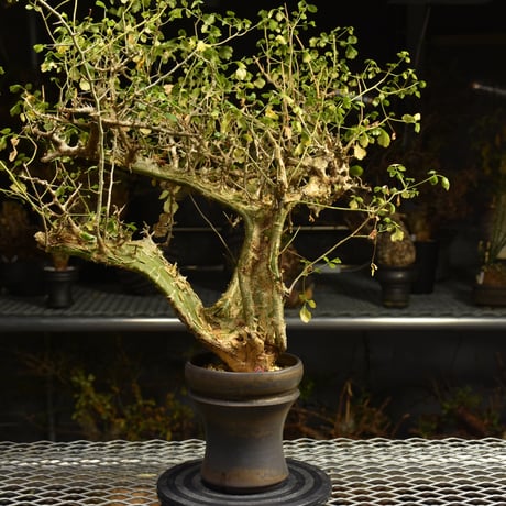 Commiphora campestris コミフォラ カンペストリス 発根済現地株 A11