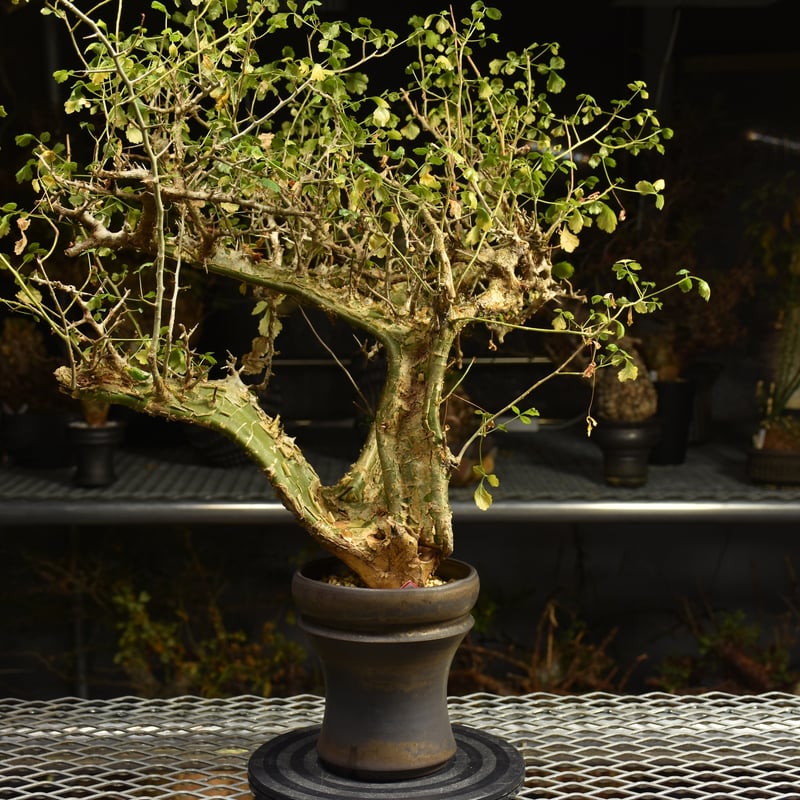 Commiphora campestris コミフォラ カンペストリス 発根済現地株 A11