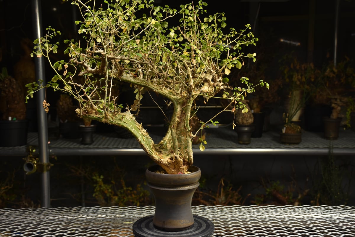 Commiphora campestris コミフォラ カンペストリス 発根済現地株 A11