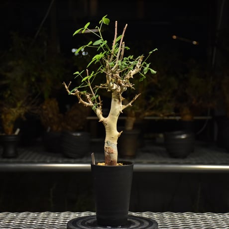 Commiphora holtziana コミフォラ ホルトジアナ 発根済現地株 H27