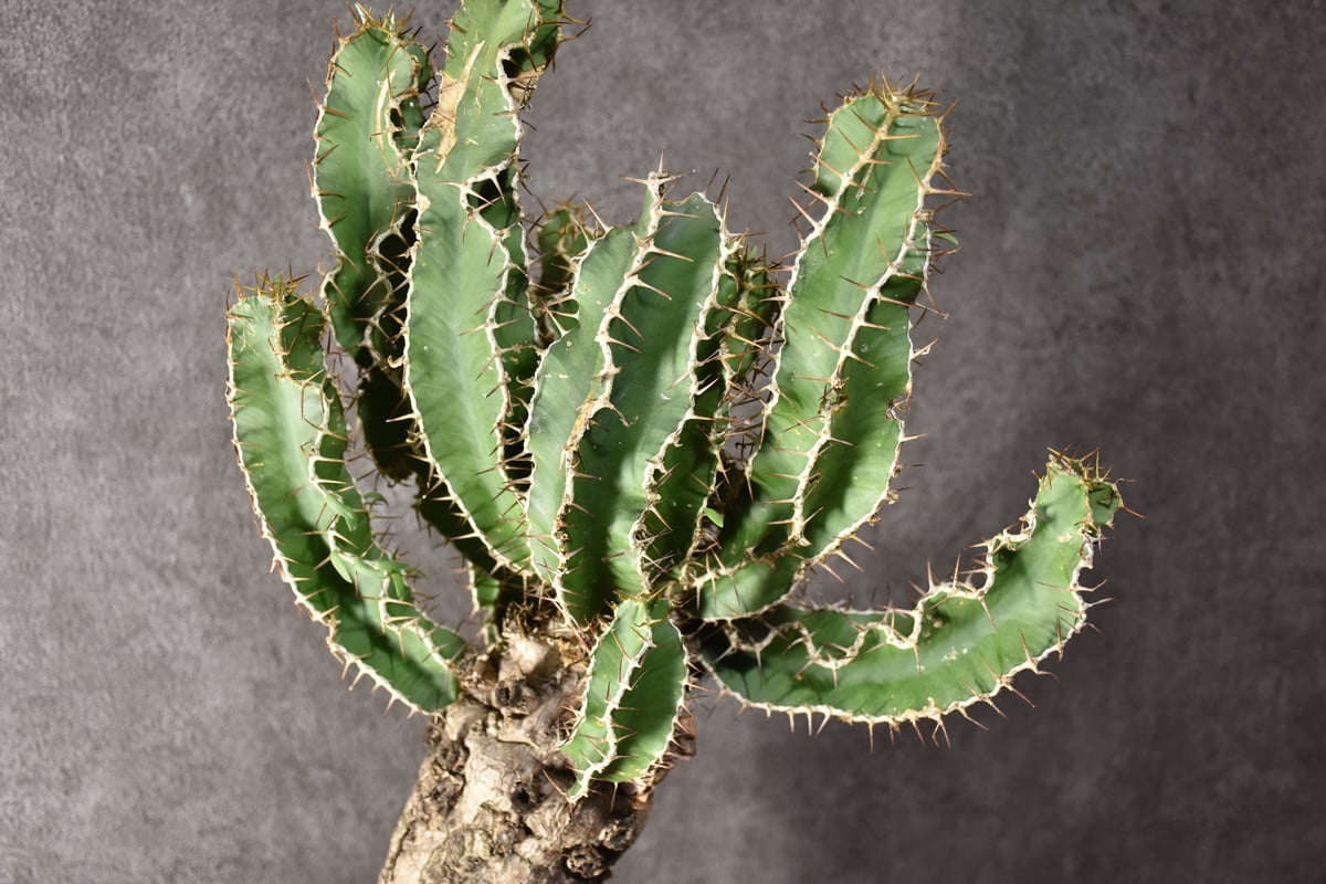 発根済】ムランジーナユーフォルビア現地株現地球