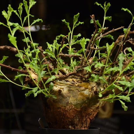 Commiphora glaucescens　コミフォラ グラウケスケンス　発根済現地株　F29