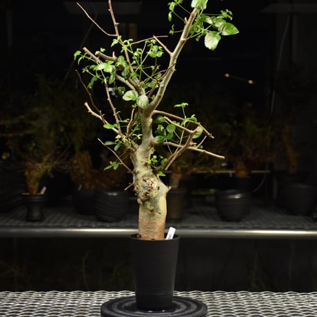 Commiphora holtziana コミフォラ ホルトジアナ 発根済現地株 H28