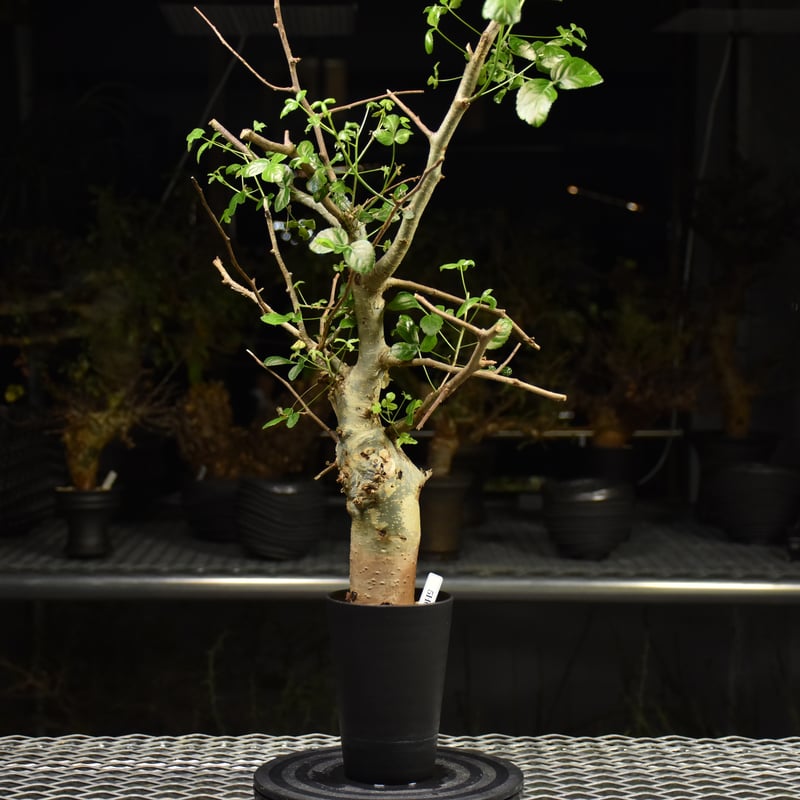 Commiphora holtziana コミフォラ ホルトジアナ 発根済現地株 H28 |