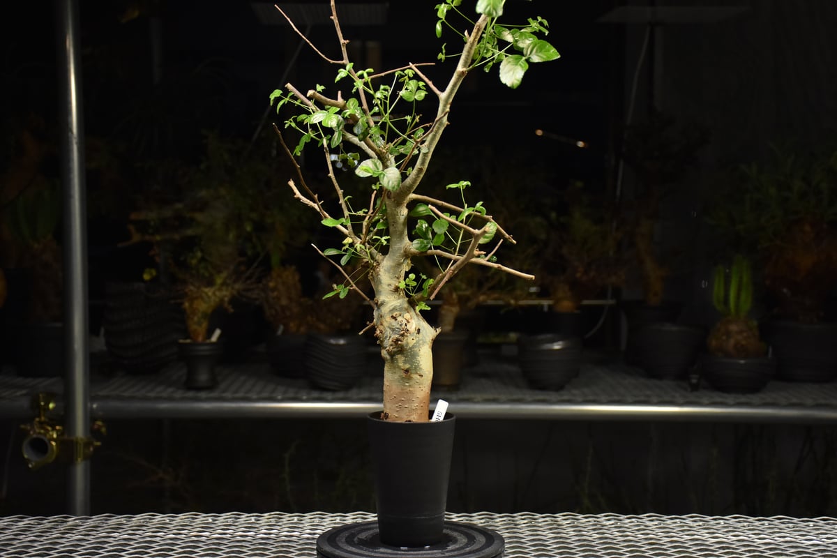 Commiphora holtziana コミフォラ ホルトジアナ 発根済現地株 H28 |