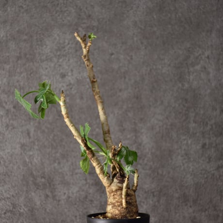 Jatropha spicata ヤトロファ スピカータ 発根済現地株 #6