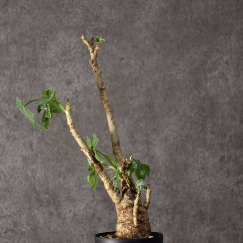Jatropha spicata ヤトロファ スピカータ 発根済現地株 #6 | BONDEX