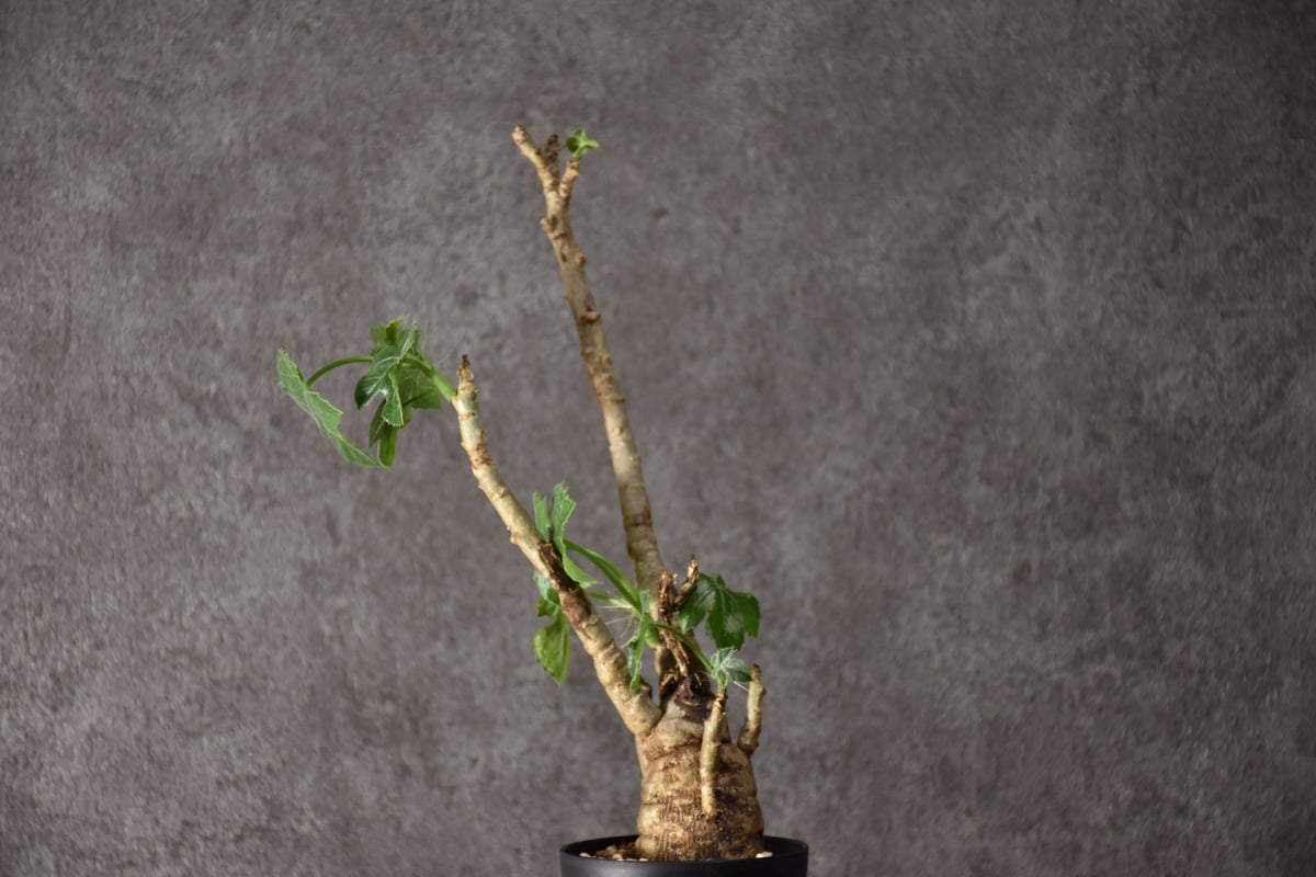 4765 「塊根植物」 ヤトロファ スピカータ 植え【発根未確認・Jatropha 