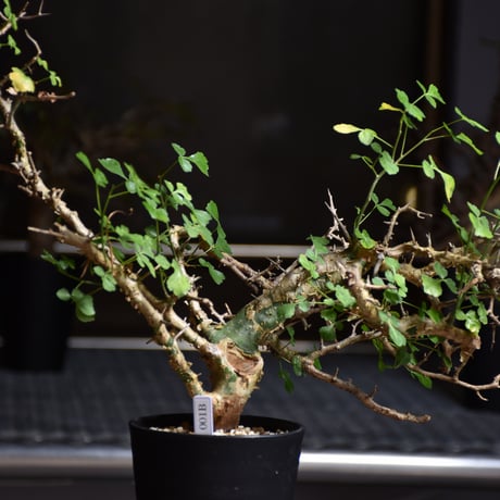 Commiphora campestris var. campestris コミフォラ カンペストリス 発根済現地株 B5