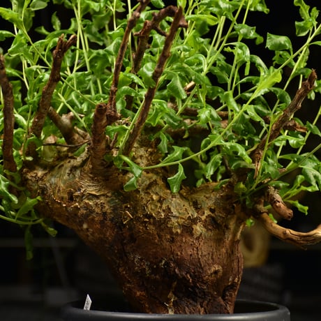 Commiphora glaucescens　コミフォラ グラウケスケンス　発根済現地株　F28