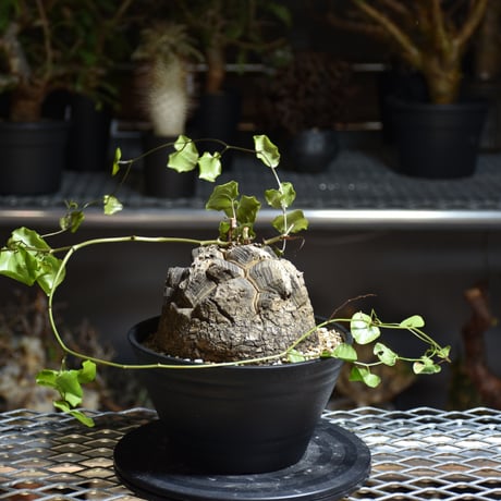 Dioscorea elephantipes ディオスコレア エレファンティペス アフリカ亀甲竜 発根済現地株 4