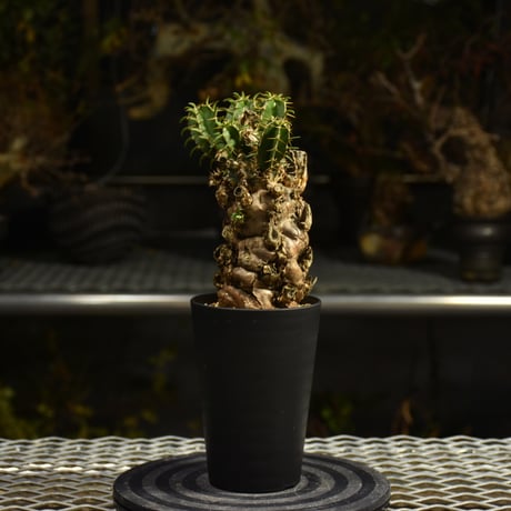 Euphorbia mlanjeana　ユーフォルビア ムランジーナ 発根済現地株 I41