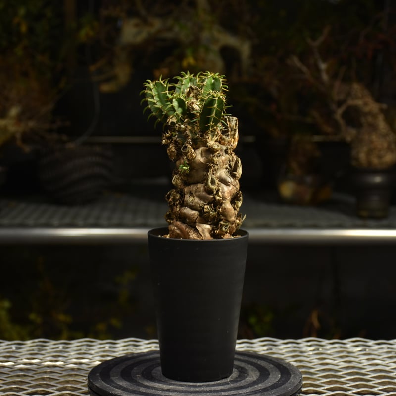 Euphorbia mlanjeana ユーフォルビア ムランジーナ 発根済現地株 I41 |