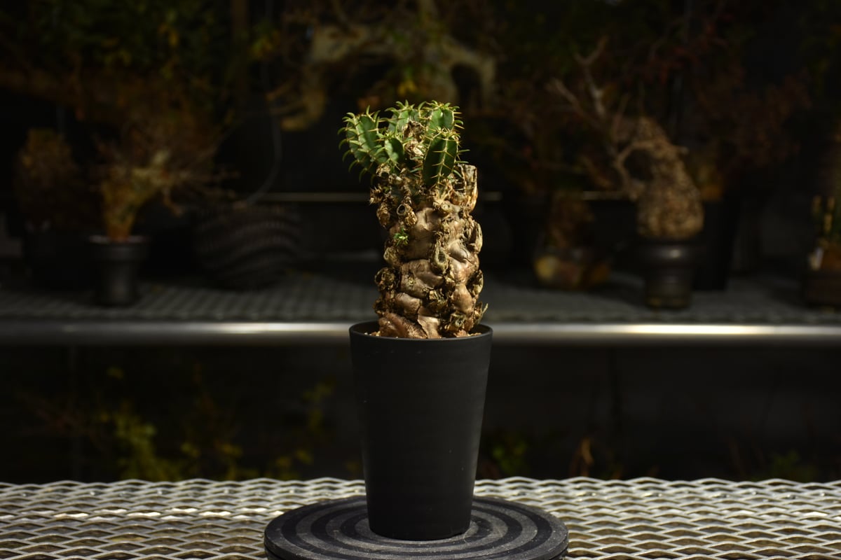 Euphorbia mlanjeana ユーフォルビア ムランジーナ 発根済現地株 I41 |