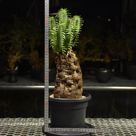 Euphorbia mlanjeana　ユーフォルビア ムランジーナ 発根済現地株 H2