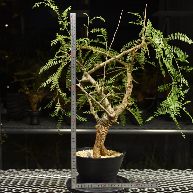 Boswellia neglecta ボスウェリア ネグレクタ 発根済現地株 H15 | BO