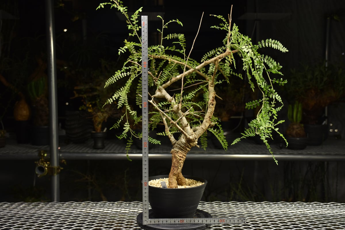 H*E様 ボスウェリア・ネグレクタ Boswellia neglecta 発根済 Boswellia neglecta ボスウェリア ネグレクタ 発根済現地株 H15 | BO
