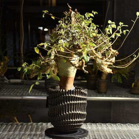 Commiphora holtziana コミフォラ ホルトジアナ 発根済現地株 B4