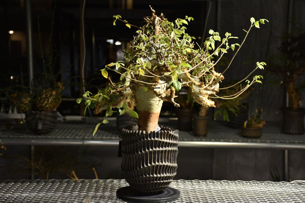 コミフォラ ホルトジアナ N/oh 鉢付き コミフォラ ホルトジアナ N/oh