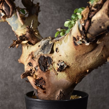 Commiphora kataf var.turkanensis コミフォラ カタフ ターカネンシス 発根済現地株 1