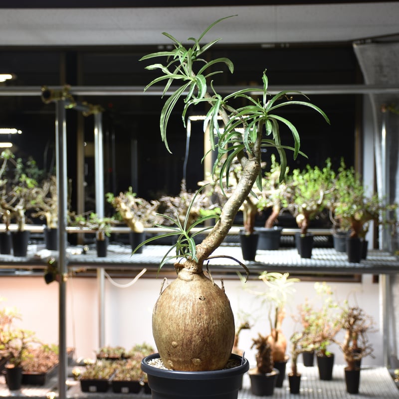 Adenium Somalense アデニウム ソマレンセ 発根済現地株 #1 | BONDEX