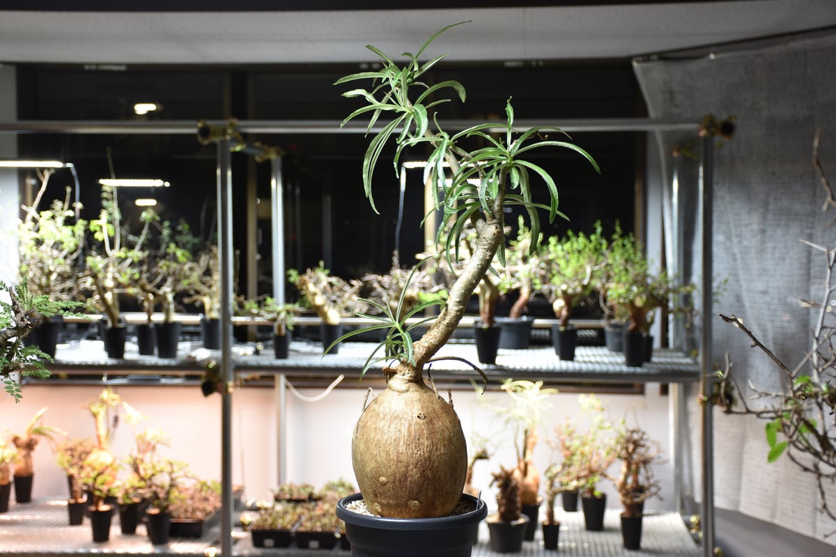 ●【本日特価】現地球 大株 赤肌 アデニウム ソマレンセ アデニウム ソマレンセ 【大株】（発根済み）RF22727 | RAFLUM