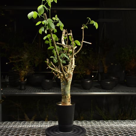 Commiphora holtziana コミフォラ ホルトジアナ 発根済現地株 H12