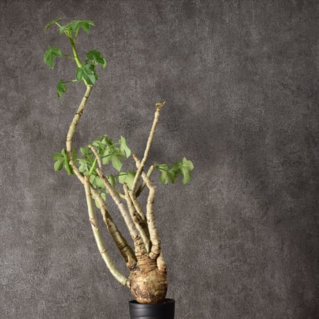 Jatropha spicata ヤトロファ スピカータ 発根済現地株 #2