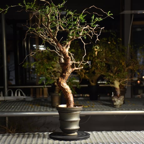 Commiphora monstruosa コミフォラ モンストローサ 発根済現地株 1
