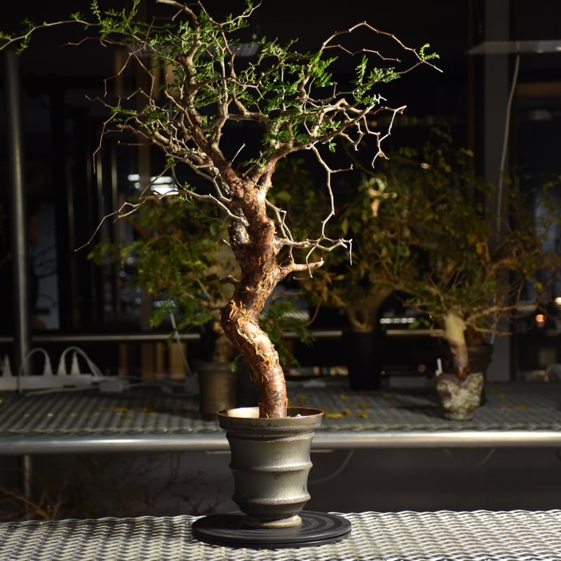 Commiphora monstruosa コミフォラ モンストローサ 発根済現地株