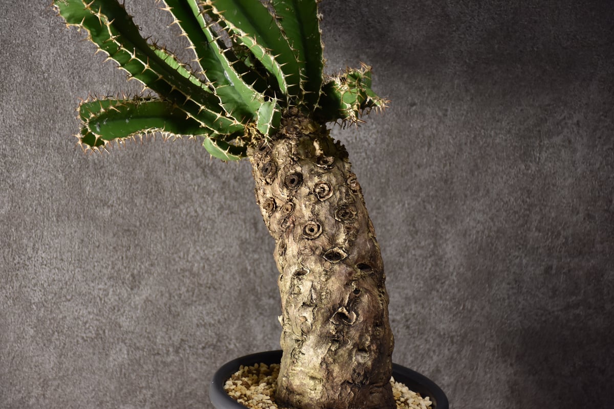 ユーフォルビア ムランジーナ 現地株 Euphorbia mlanjeana ユーフォルビア ムランジーナ 発根済現地株