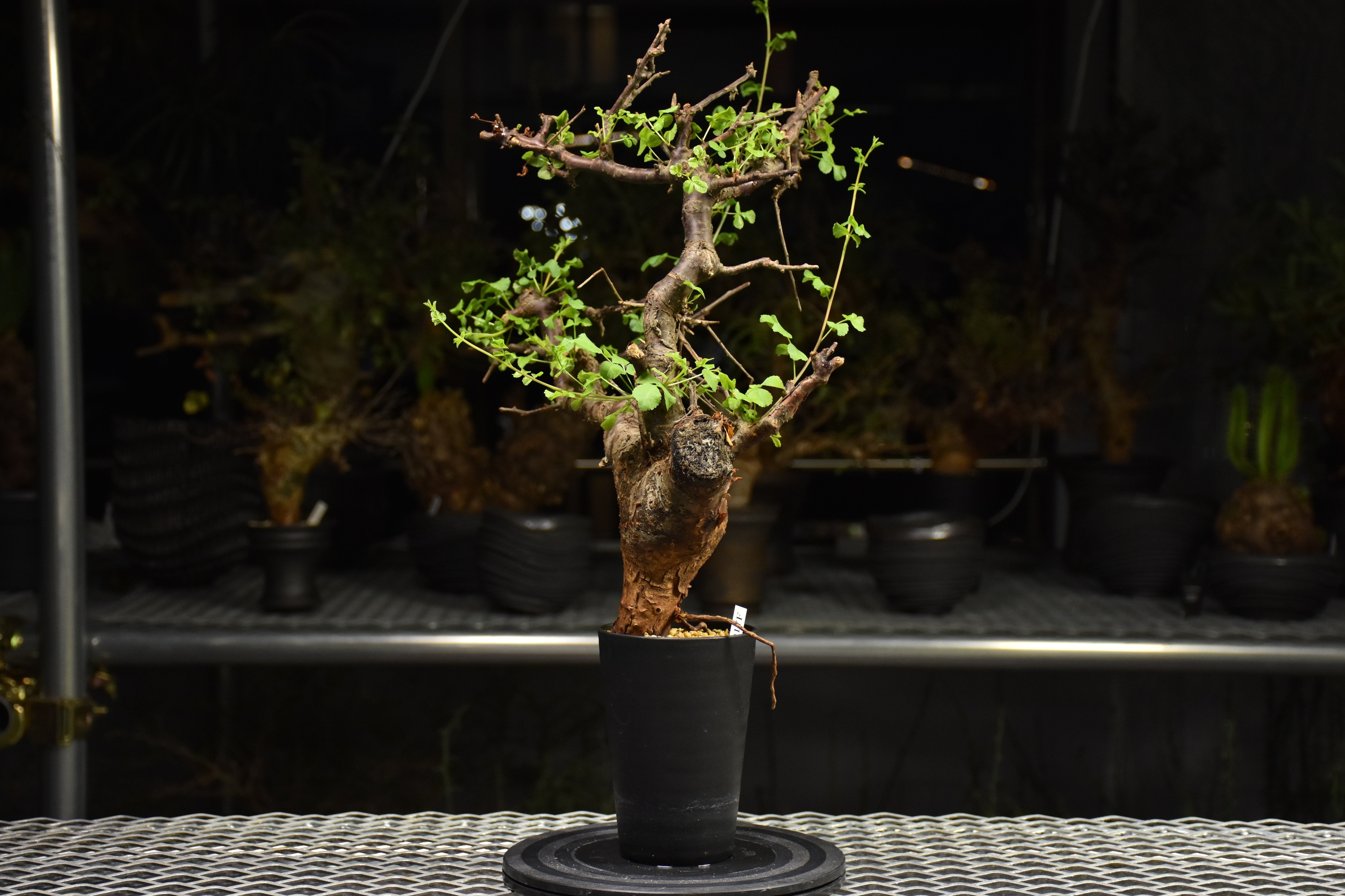 Commiphora Boranensis コミフォラ ボラネンシス 発根済現地株 F26 |
