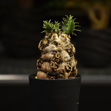 Euphorbia mlanjeana　ユーフォルビア ムランジーナ 発根済現地株 E62