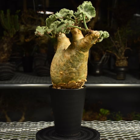 Cyphostemma uter var. macropus　キフォステンマ ウター マクロプス 発根済現地株 I59