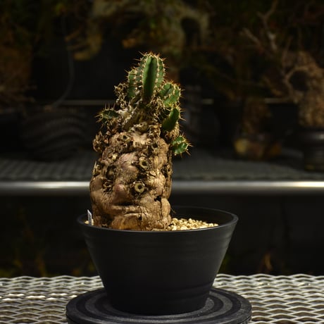 Euphorbia mlanjeana　ユーフォルビア ムランジーナ 発根済現地株 I46