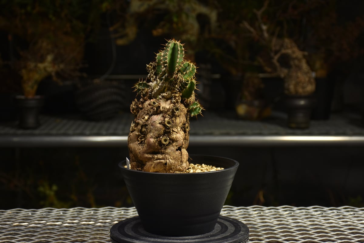 Euphorbia mlanjeana ユーフォルビア ムランジーナ 発根済現地株 I46 |