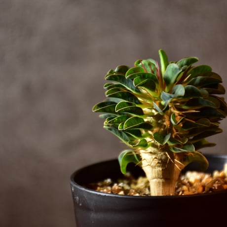 Euphorbia guillauminiana　ユーフォルビア　ギラウミニアナ　実生株 #2
